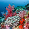 Reef